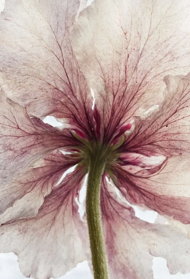 Macro Flower