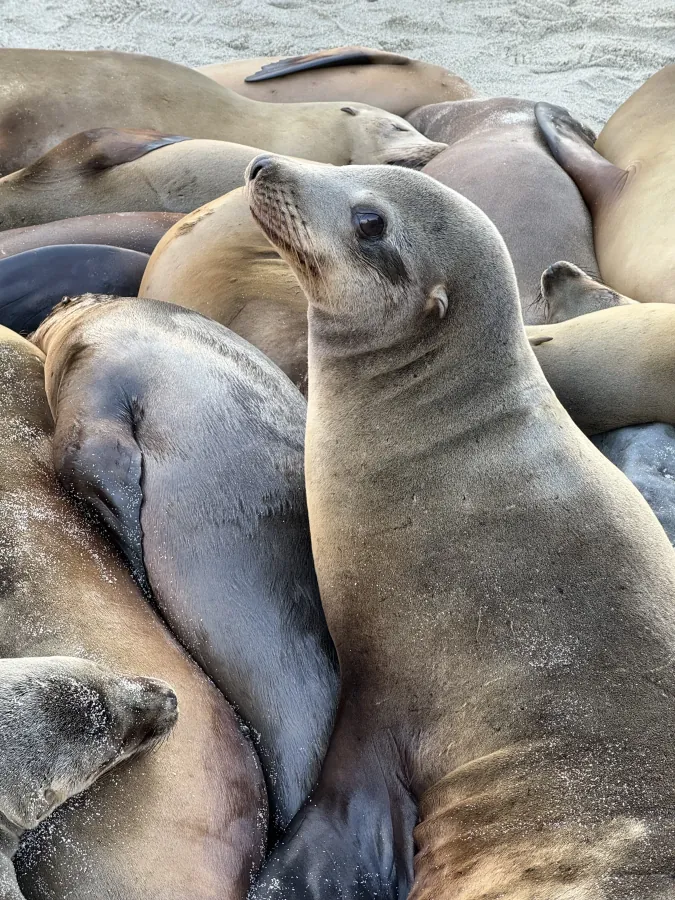 Sleeping Seals